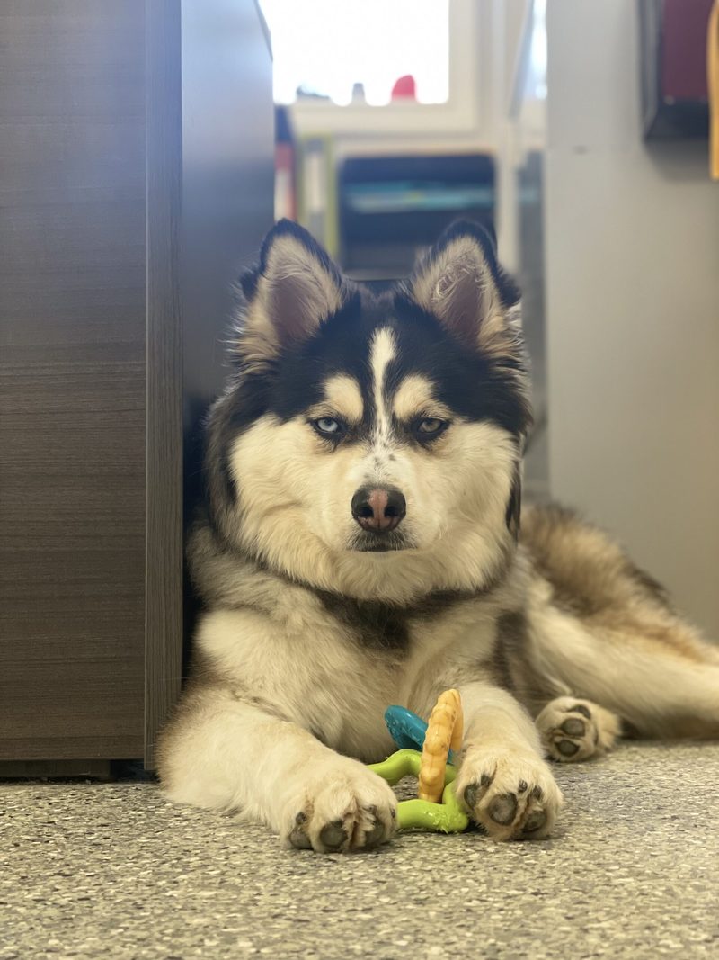 Zeus